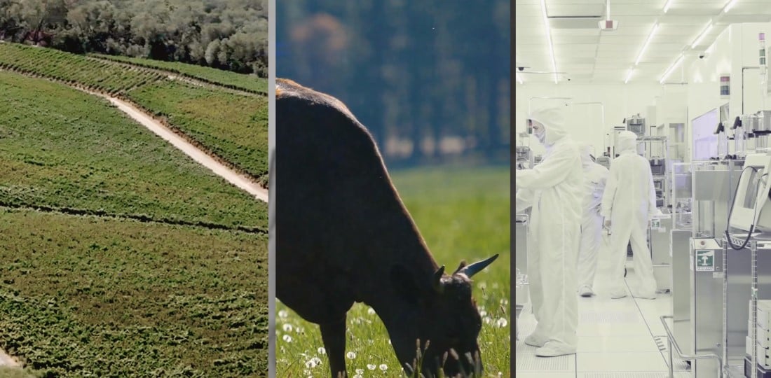 palmaz-2-Miniaturansicht